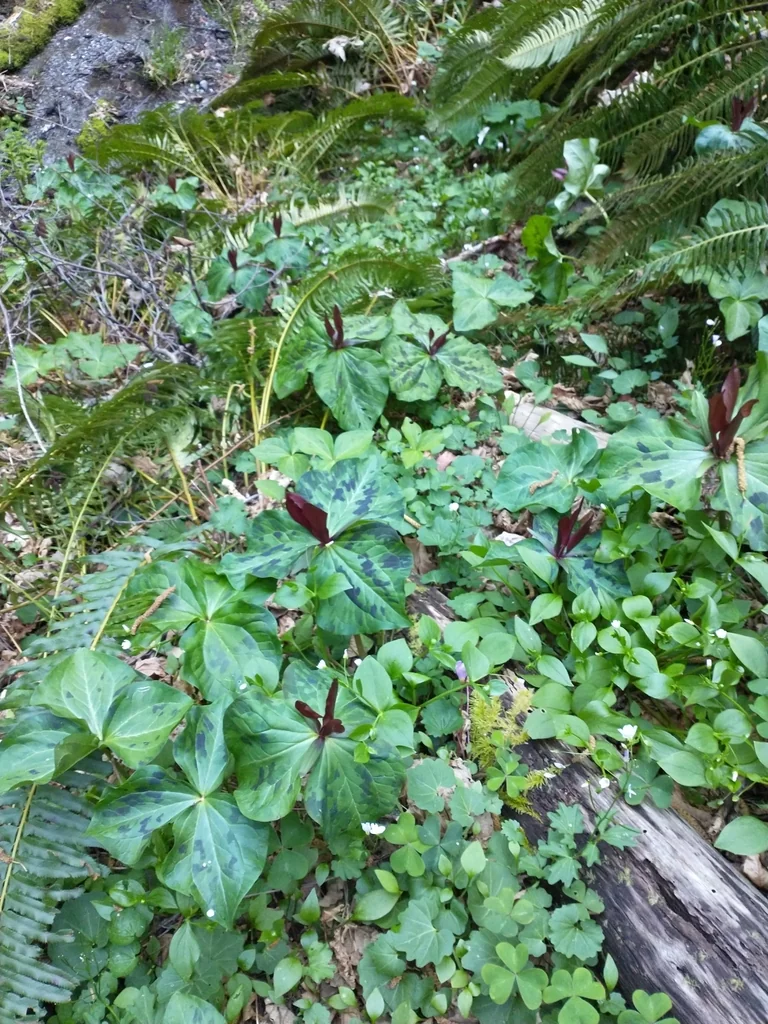 Trillium Kurabayashii