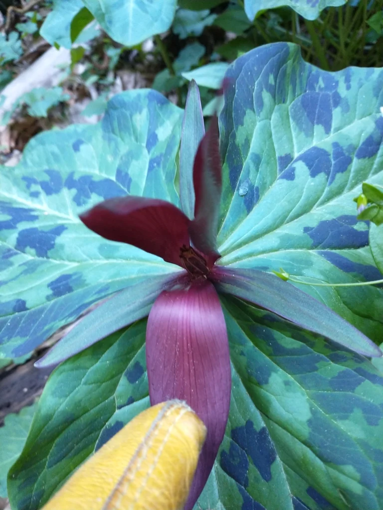 Trillium Kurabayashii