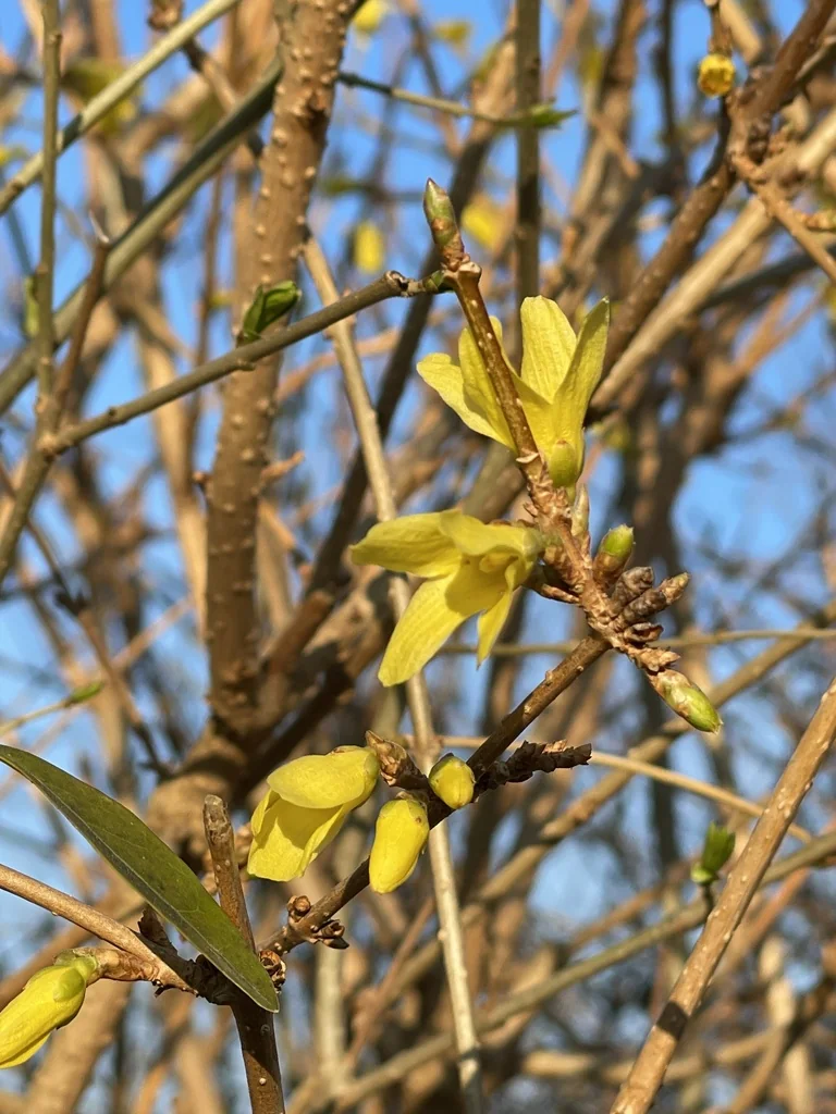 Forsythia x intermedia