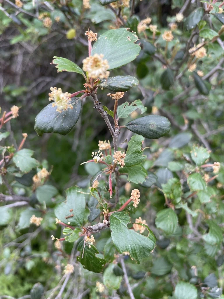 Cercocarpus Minutiflorus