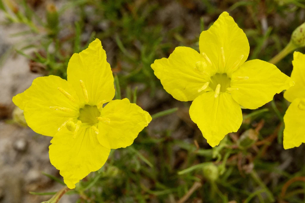 Calylophus Hartwegii