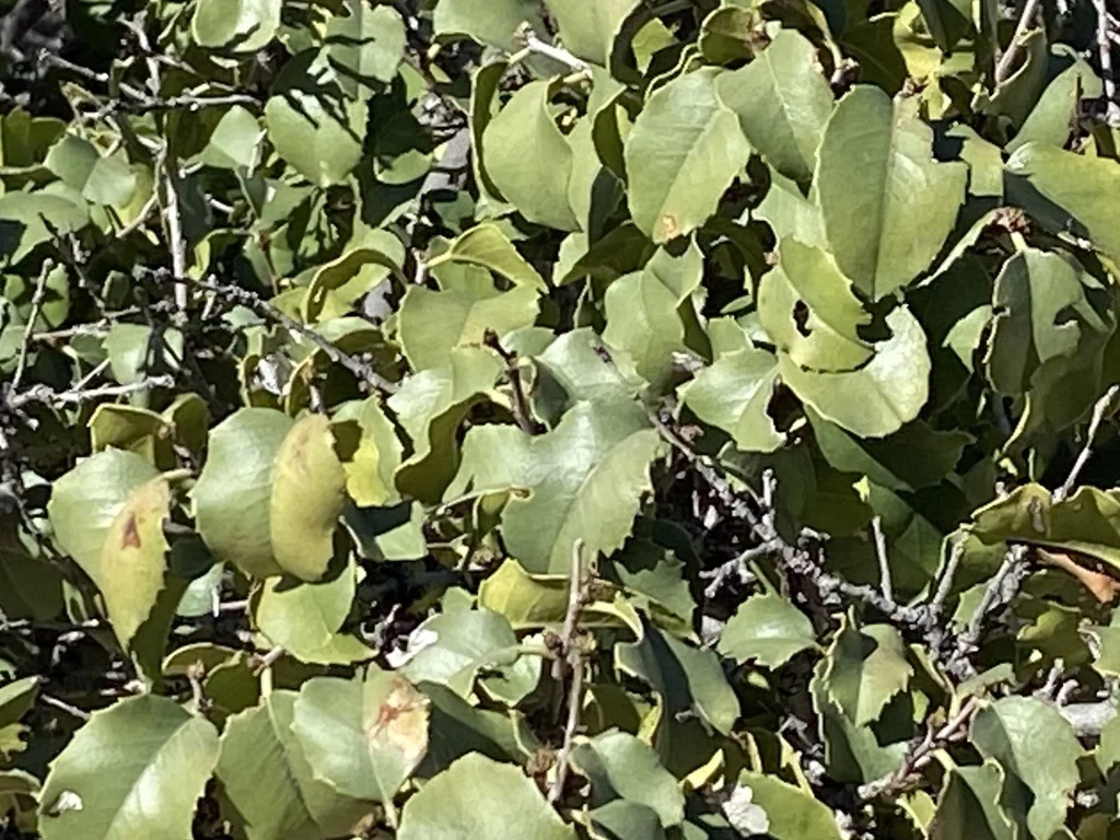 Prunus Ilicifolia Ssp. Ilicifolia