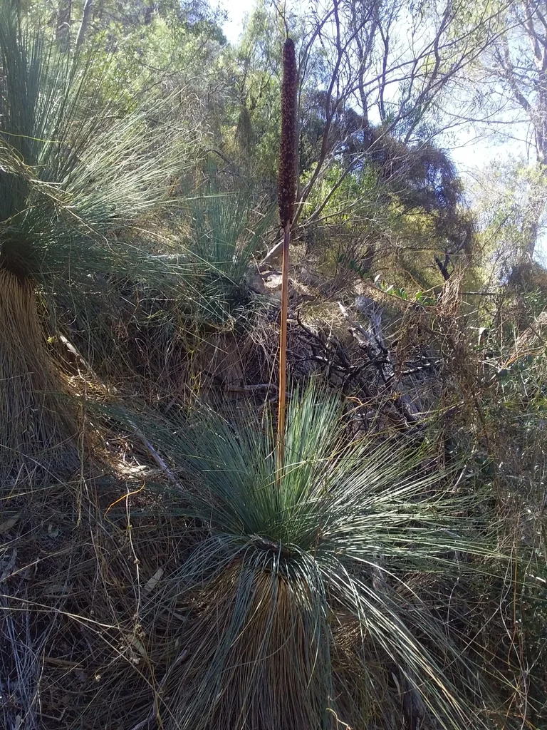 Xanthorrhoea Quadrangulata