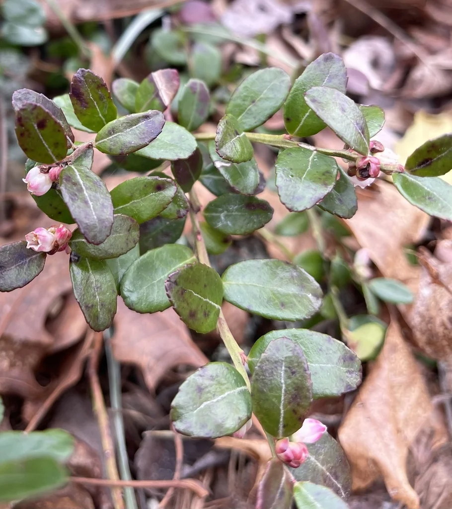 Gaylussacia Brachycera