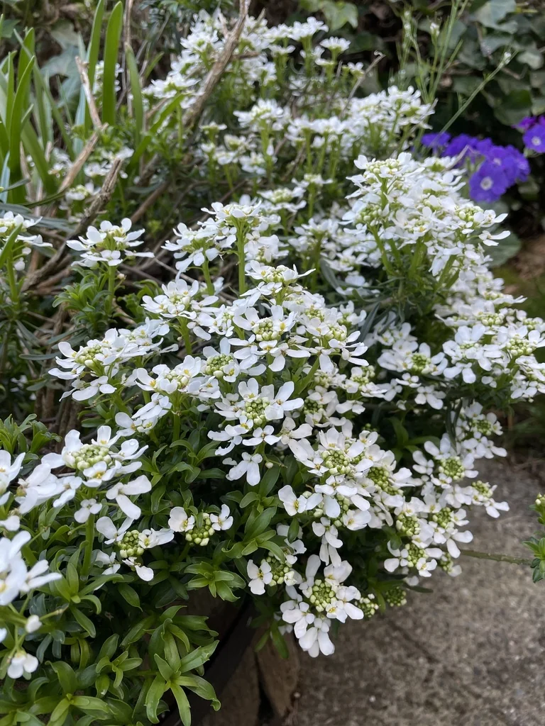 Iberis Sempervirens