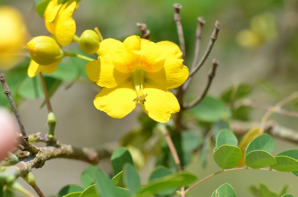 Caesalpinia Mexicana