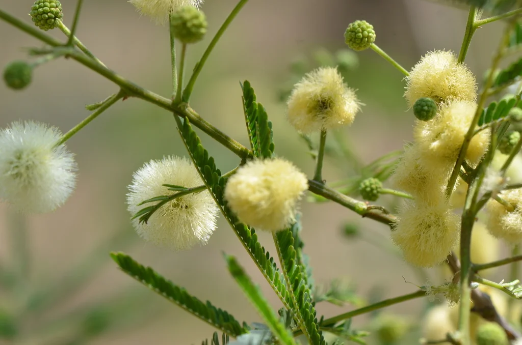 Acacia Berlandieri