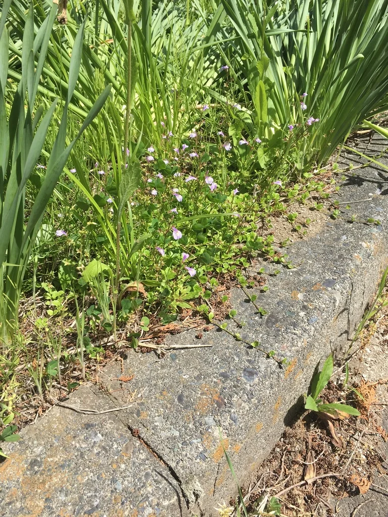 Mazus Reptans