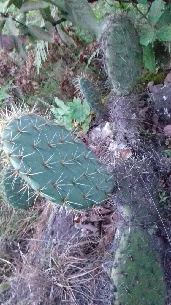 Opuntia Robusta