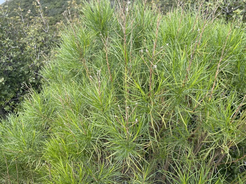 Ericameria Arborescens