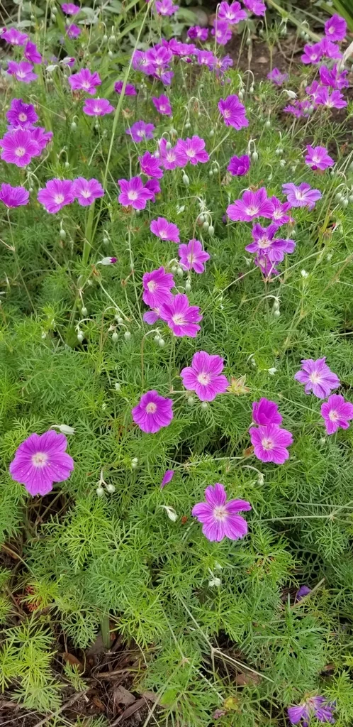 Geranium Incanum