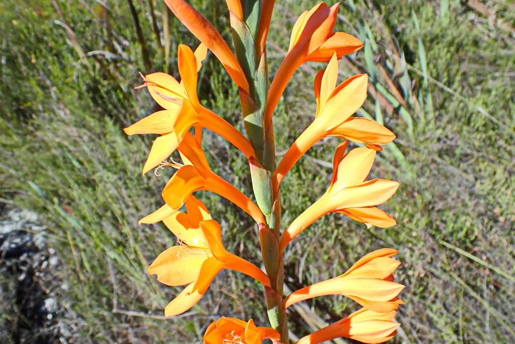 Watsonia Pillansii