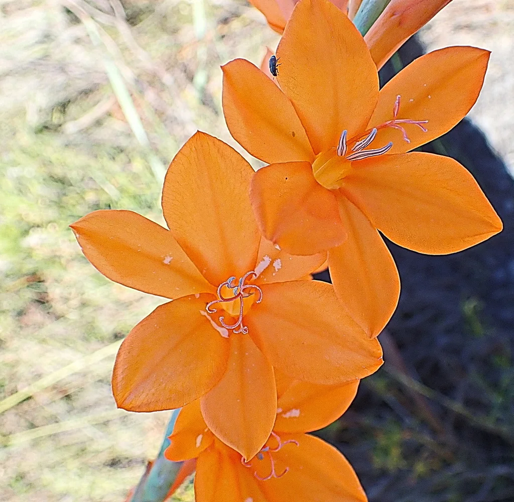 Watsonia Pillansii