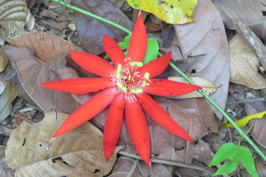 Passiflora Vitifolia