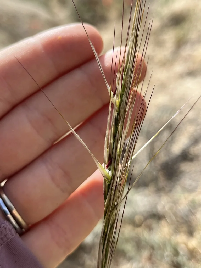Stipa speciosa