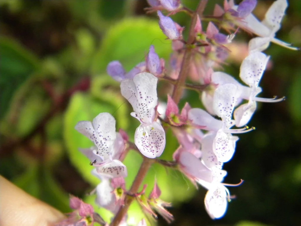 Plectranthus ciliatus