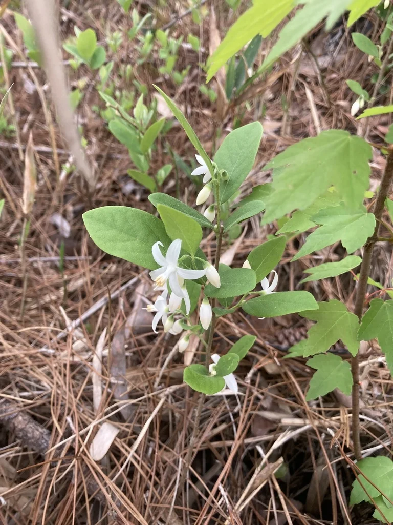 Styrax Americanus