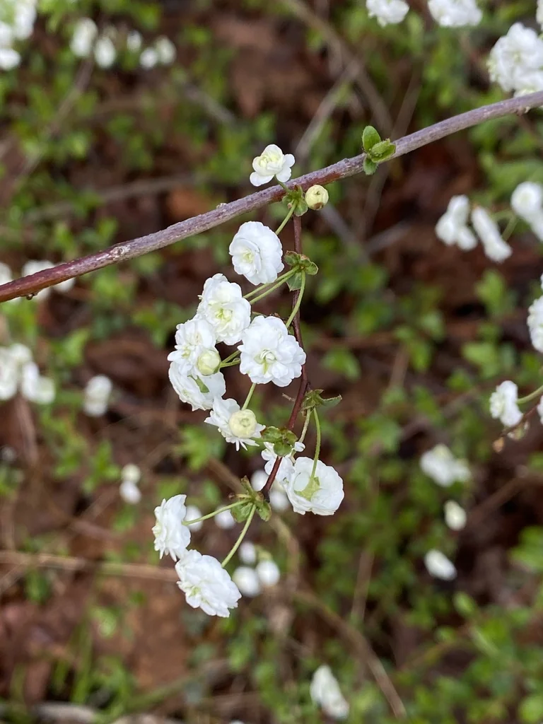 Spiraea Prunifolia