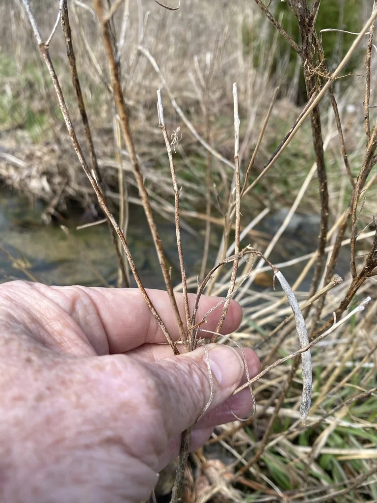 Amsonia Hubrichtii