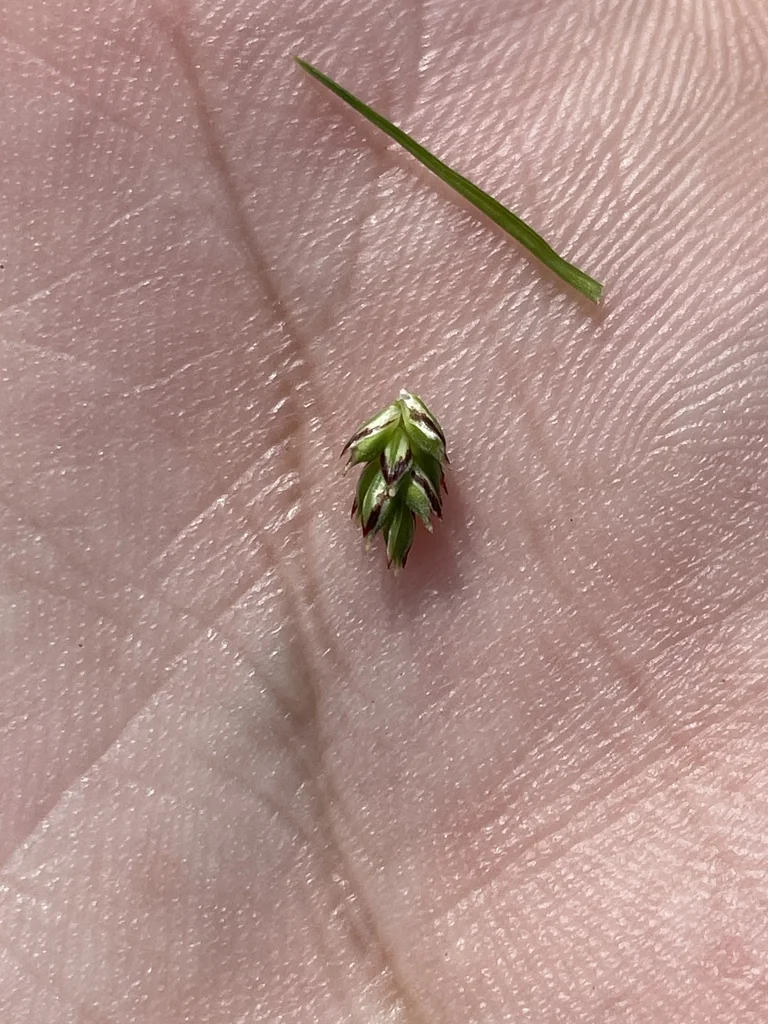 Carex Albicans