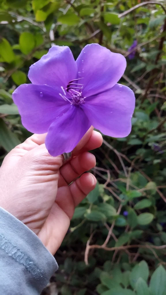 Tibouchina Urvilleana