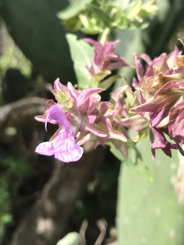 Salvia Canariensis