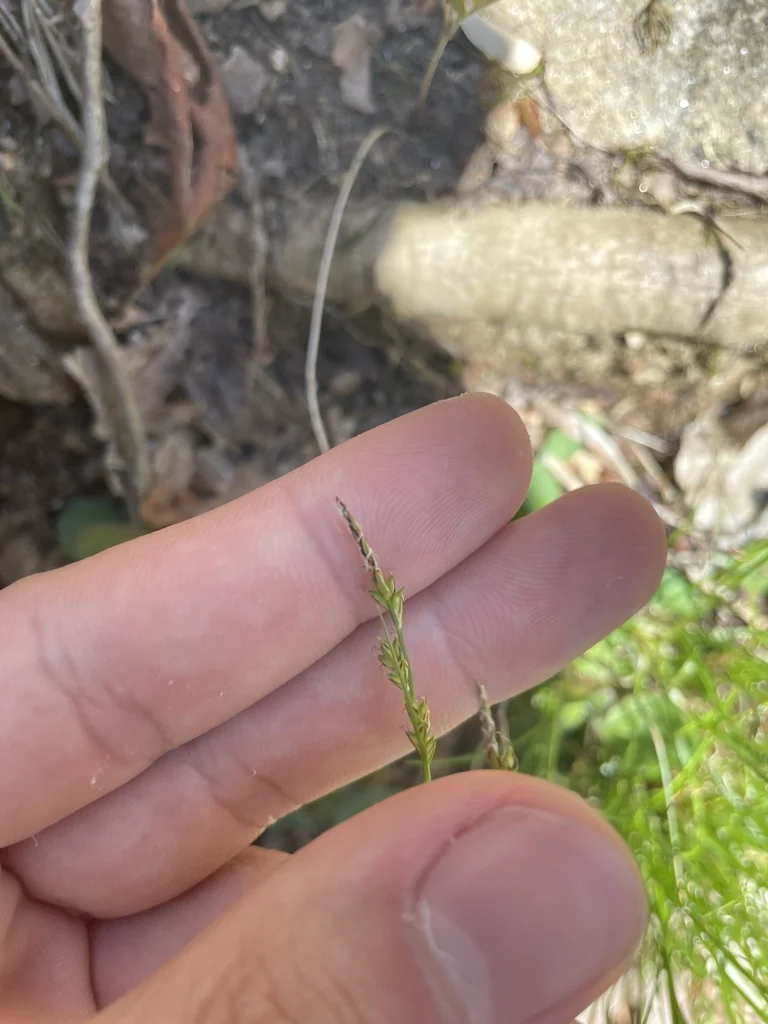 Carex Albicans