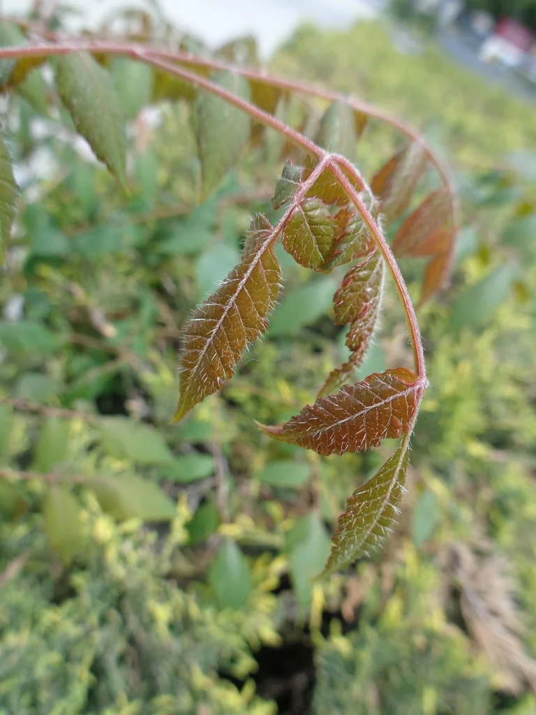 Koelreuteria Bipinnata