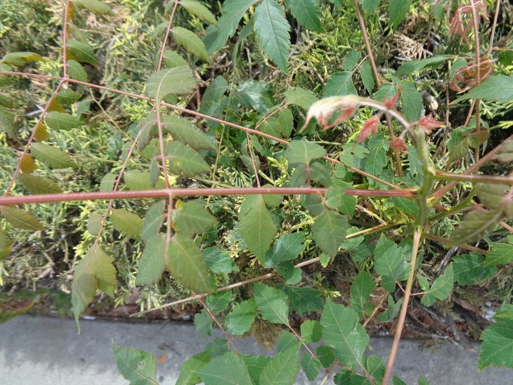 Koelreuteria Bipinnata
