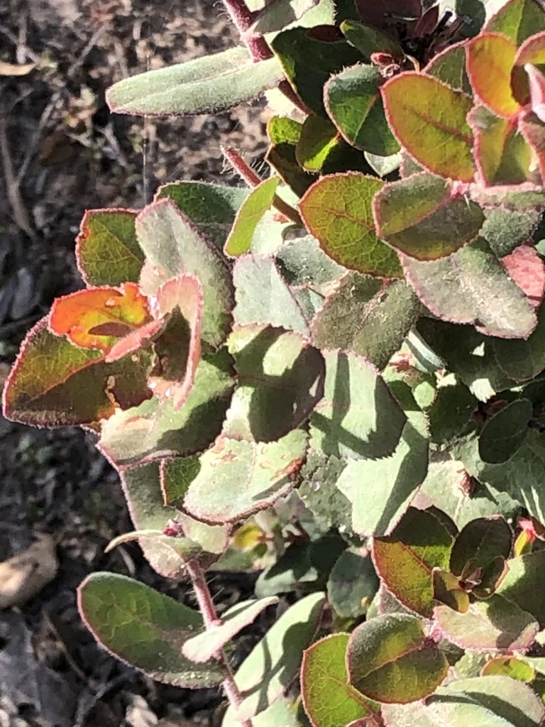 Arctostaphylos Pajaroensis