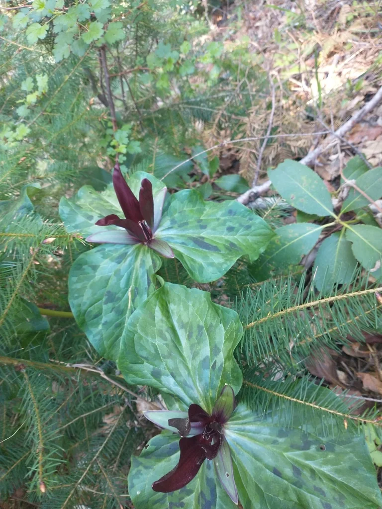 Trillium Kurabayashii