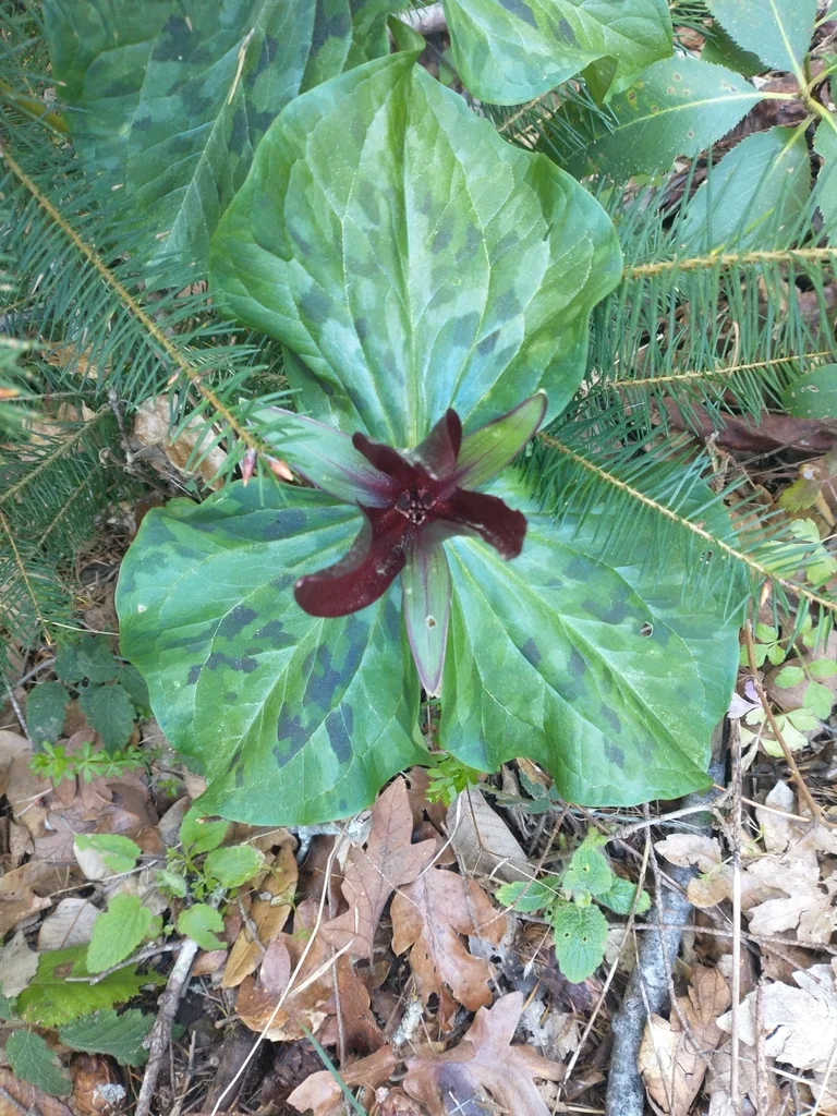Trillium Kurabayashii