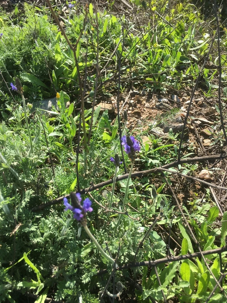 Lavandula Multifida