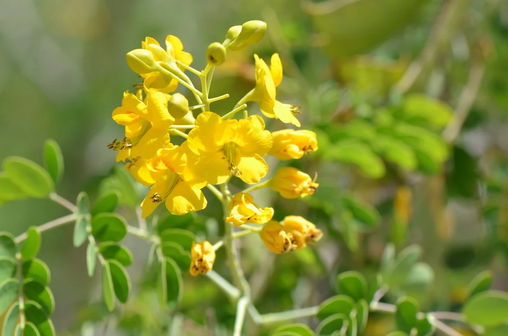 Caesalpinia Mexicana