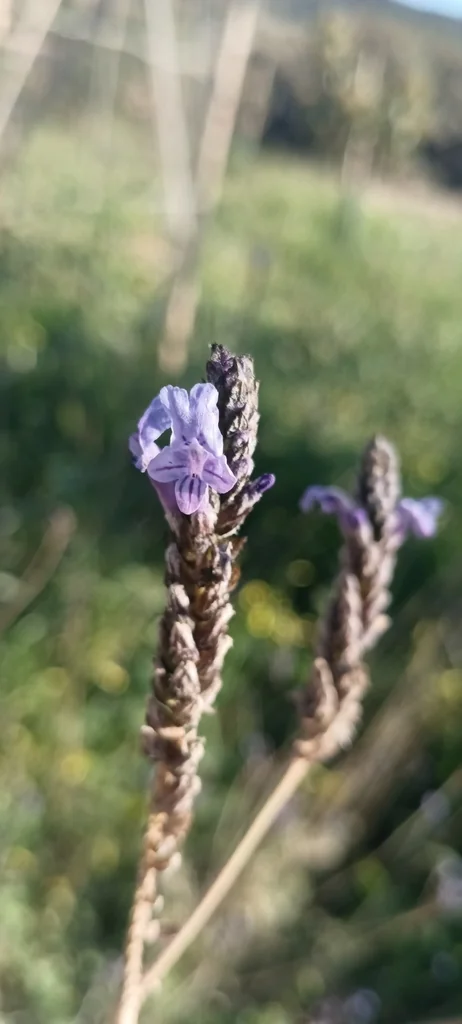 Lavandula Multifida