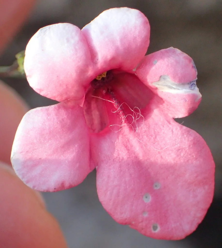 Diascia Integerrima