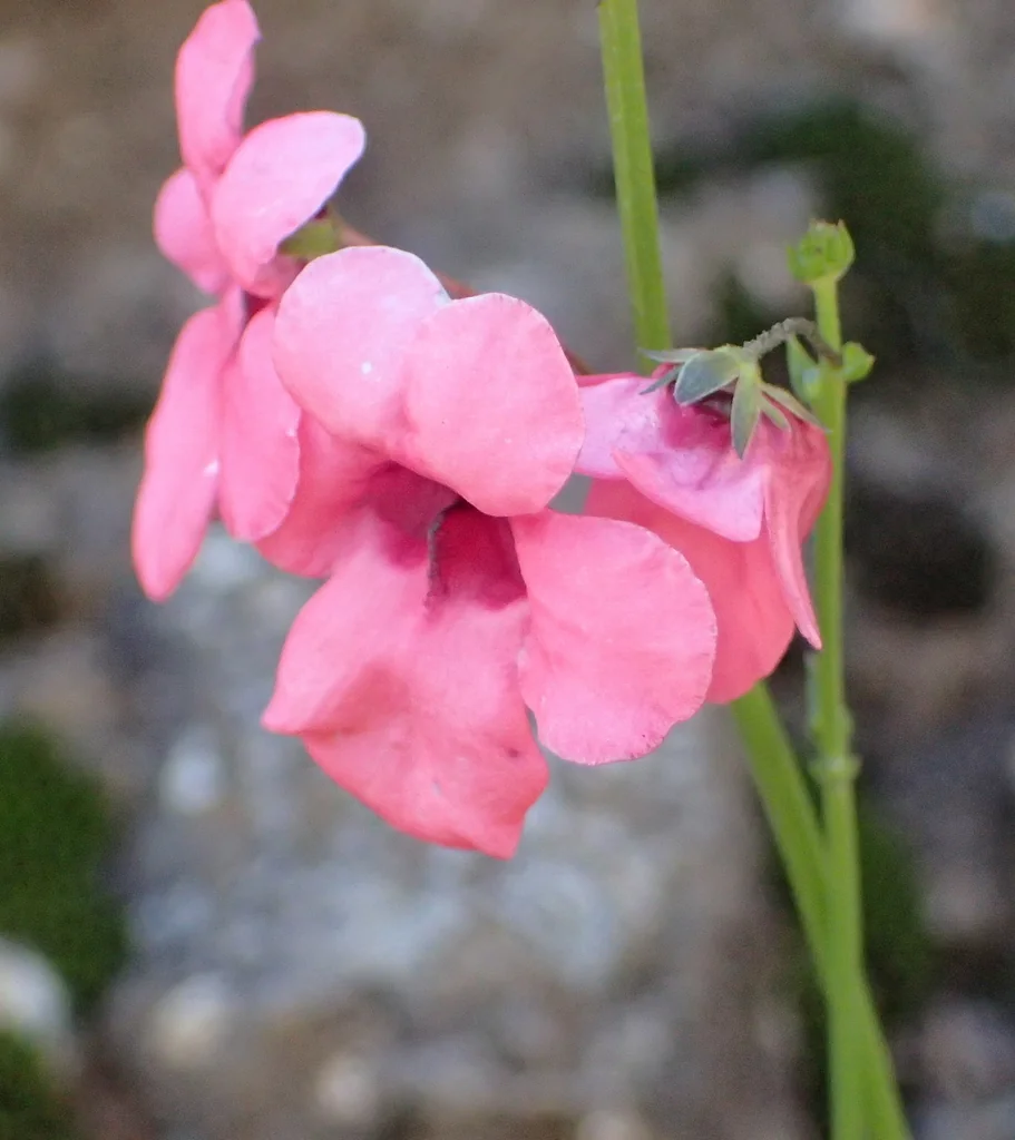 Diascia Integerrima