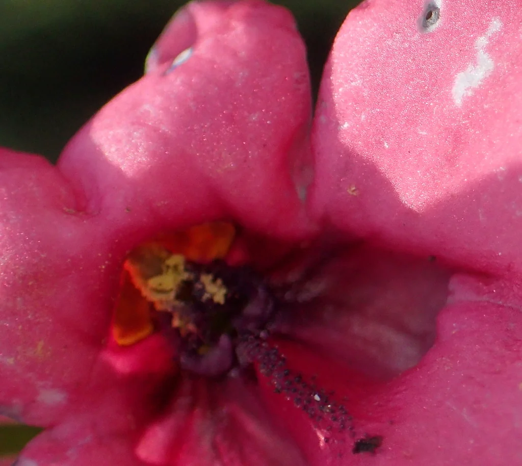 Diascia Integerrima