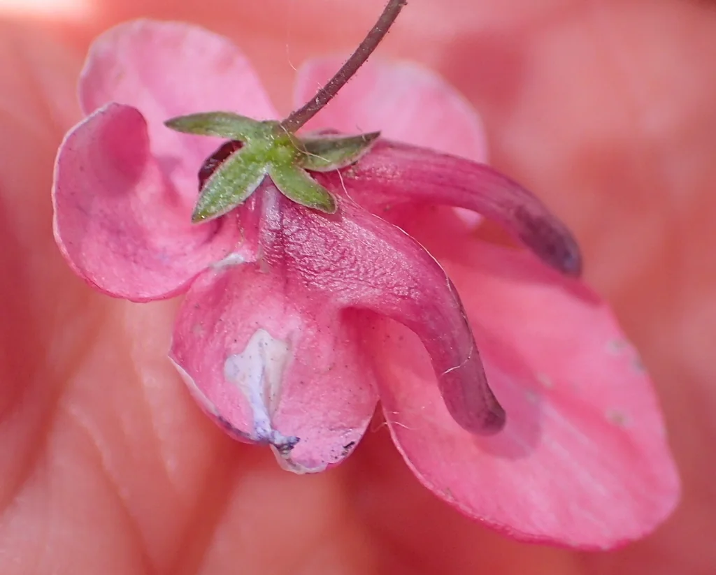 Diascia Integerrima