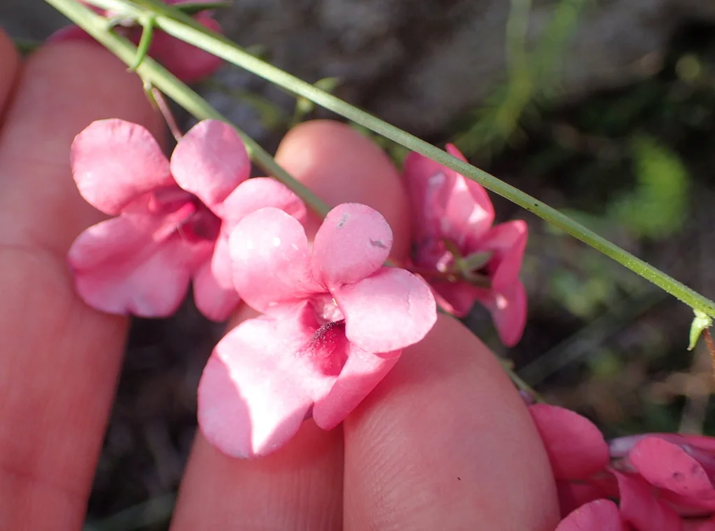Diascia Integerrima