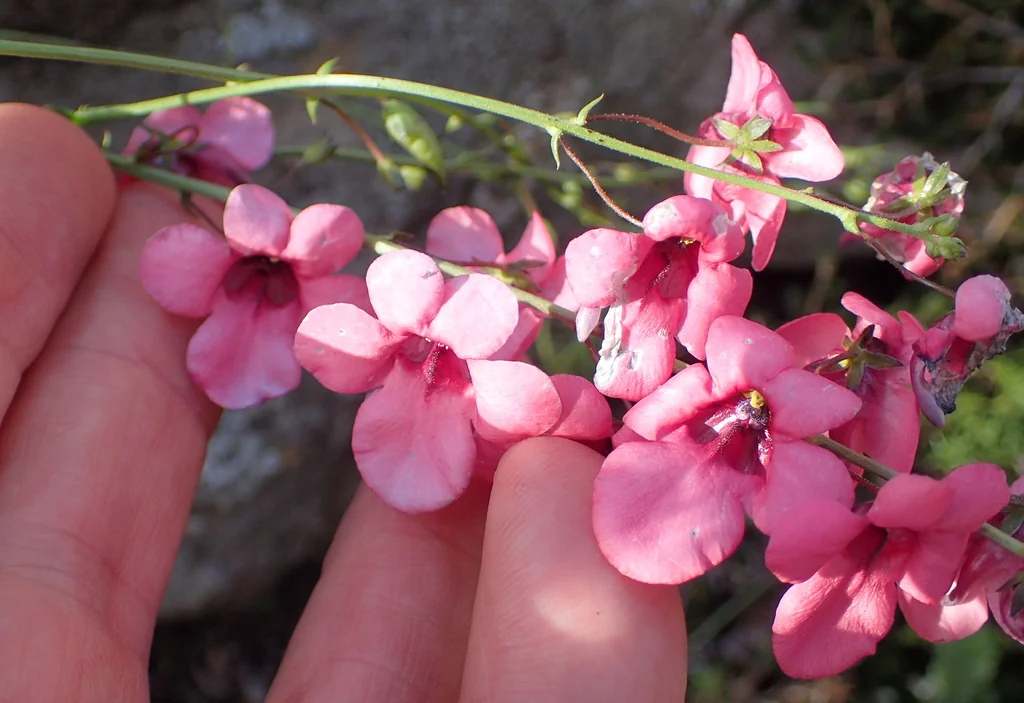 Diascia Integerrima