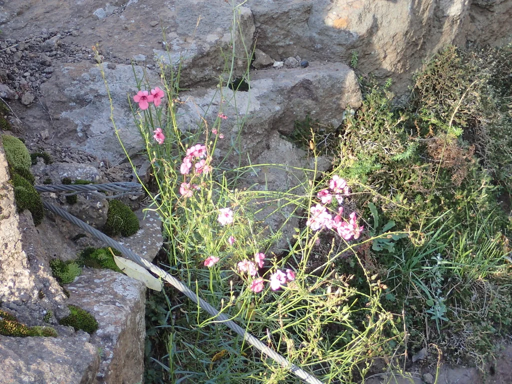 Diascia Integerrima