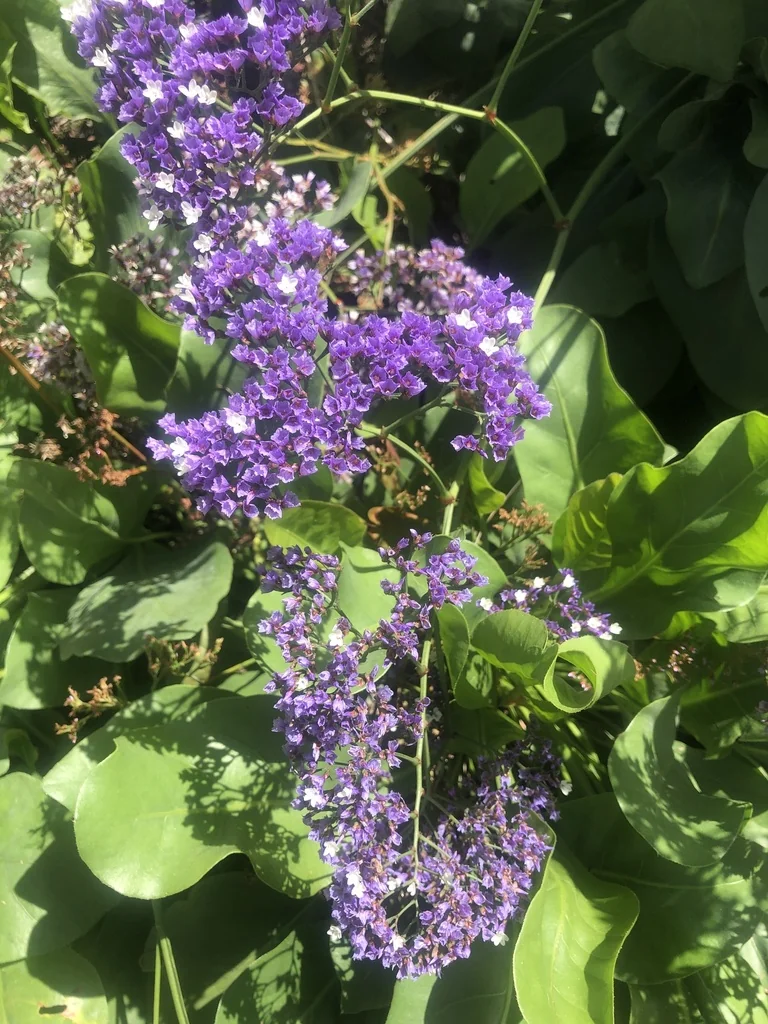 Limonium Perezii