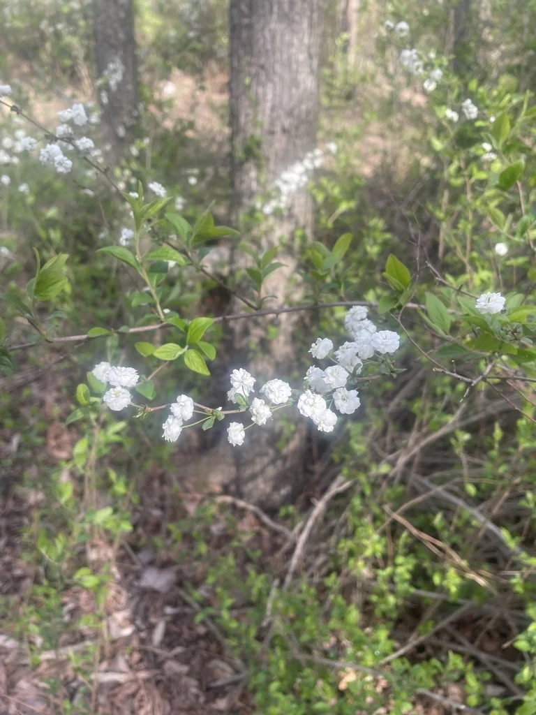 Spiraea Prunifolia