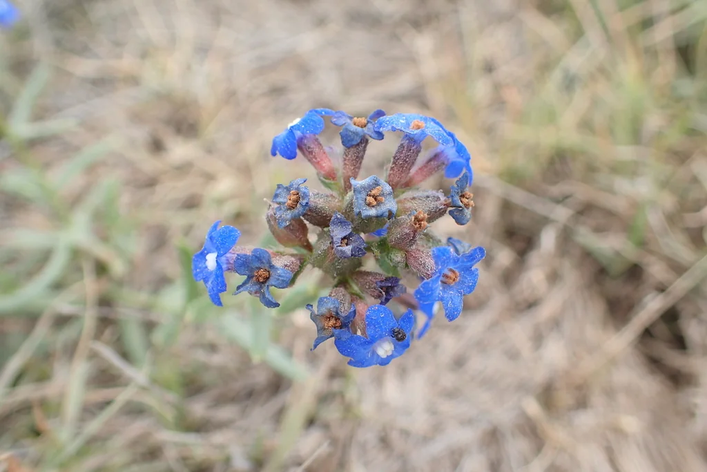 Anchusa Capensis