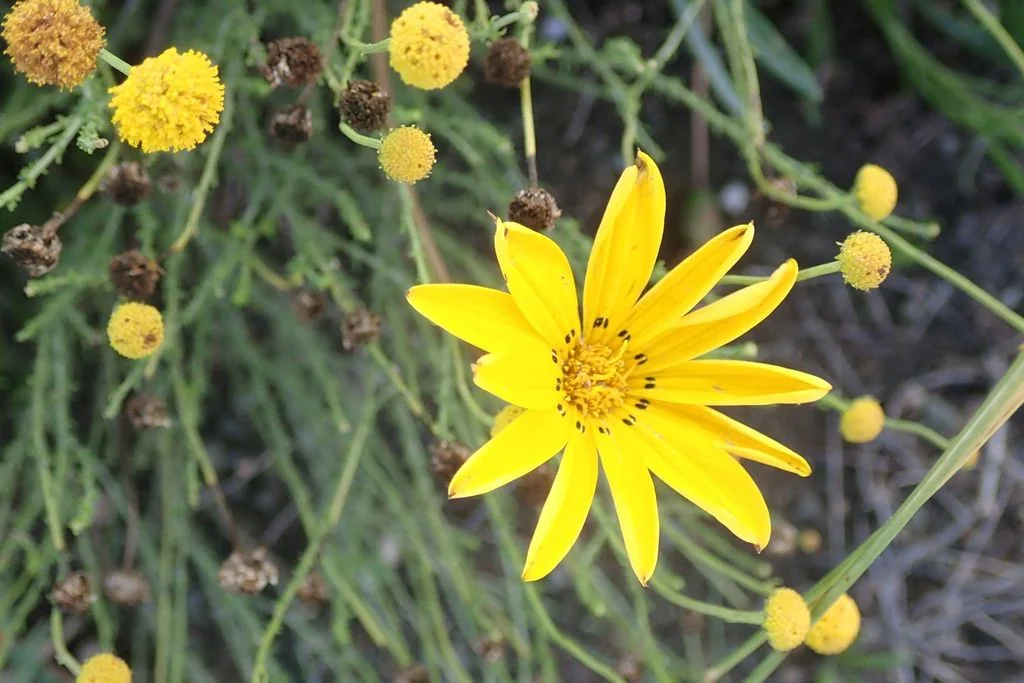 Gazania Krebsiana
