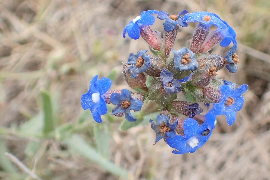 Anchusa Capensis