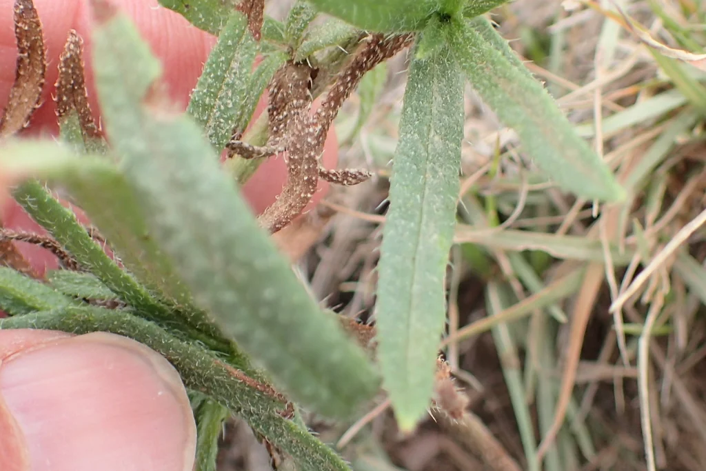 Anchusa Capensis