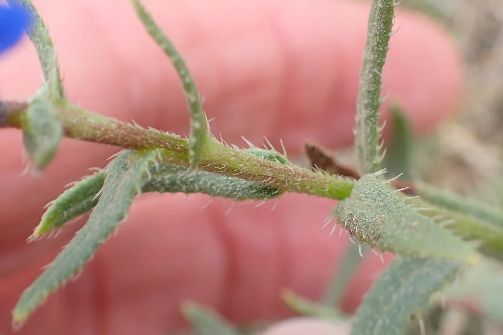 Anchusa Capensis