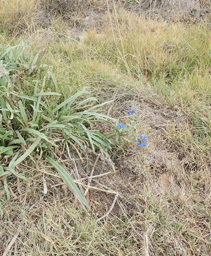 Anchusa Capensis